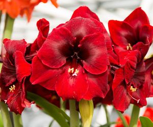 Hippeastrum