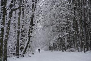 To miejsce zimą przypomina Narnię. Las Zwierzyniecki znajduje się w sercu Białegostoku [ZDJĘCIA]