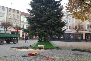 ​Leszno szykuje się na święta. Na rynku przy ratuszu stanęła choinka