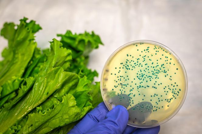 Salmonella już się panoszy. Jak zminimalizować ryzyko zachorowania
