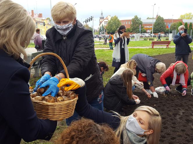 Ponad 2 tysiące żonkili posadzono na Polu Nadziei w Lesznie