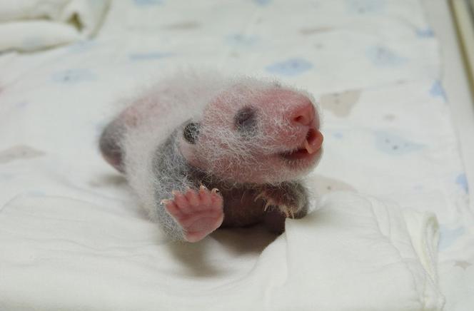 Panda wielka w zoo w Tajpej