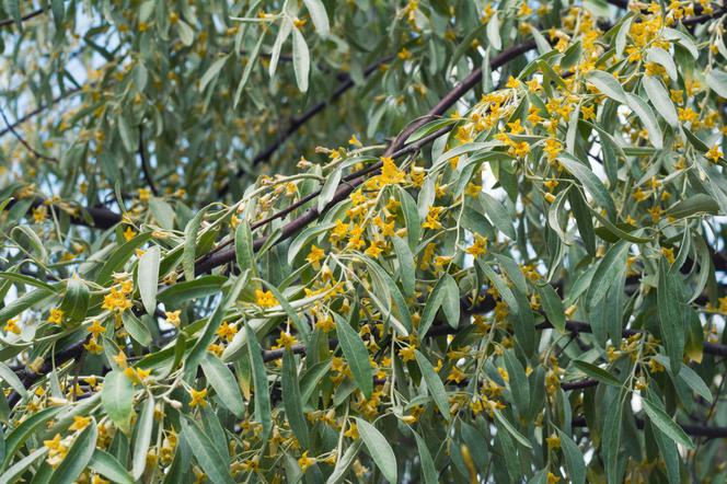 Kwitnący oliwnik wąskolistny