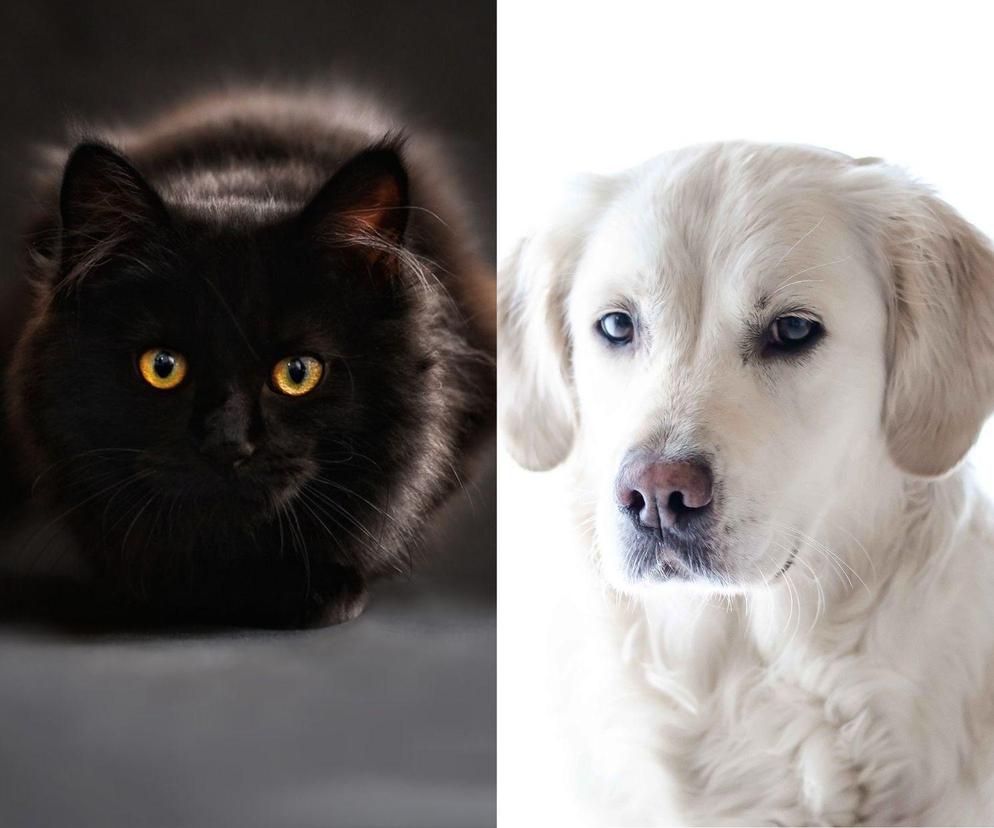 QUIZ: Czarny kot czy Golden Retrievera? Charakter którego zwierzęcia jest ci bliższy?