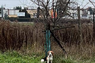 Porzucili psiaka na oczach córeczki. Szokujące sceny w Inowrocławiu