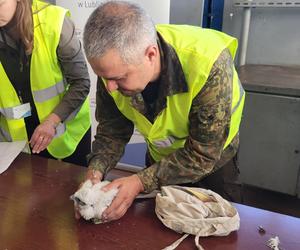 Sokoły z Lublina już zaobrączkowane, ale imion jeszcze nie znamy