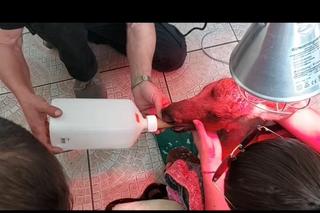 Zawisła na płocie i urodziła! Dramatyczna akcja ratunkowa. Strażacy robili wszystko, co w ich mocy 