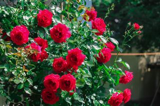 Róża parkowa - Rosa sp.