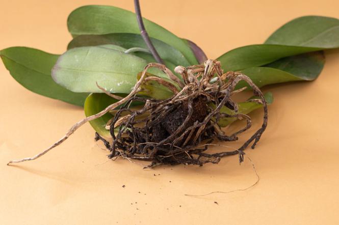 Storczyk Phalaenopsis