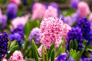 Kwiaciarka poleciła mi czym podlewać hiacynty. Prosta zasada, a kwiaty długo i pięknie kwitną