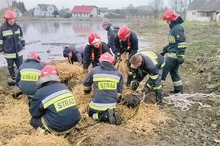 Masowali konia aż wstał