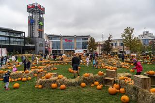 Farma Dyniowa przed galerią handlową Westfield Arkadia