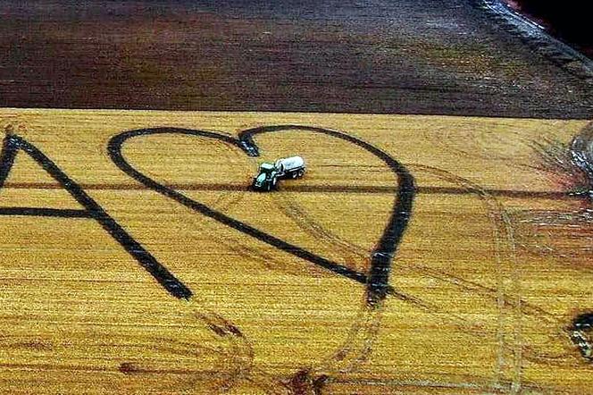 Serce na polu kukurydzy
