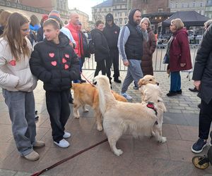 33. Finał WOŚP z grupą krakowskich Golden Retrieverów