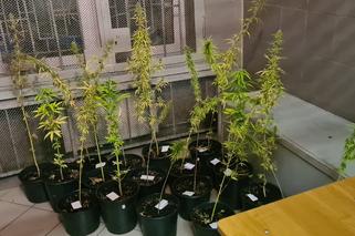 Warszawa. 32-latek hodował konopie na dachu altany. Tłumaczył, że ziarenka przyniosły mu sikorki