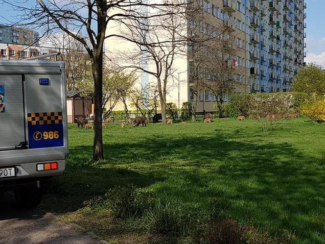 Dziki na toruńskim Rubinkowie. Beztrosko biegały po okolicy