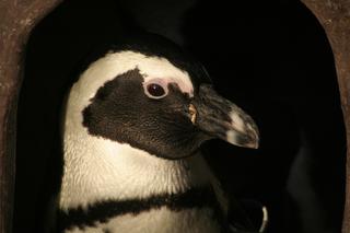 Zoo Wrocław: Pingwiny przylądkowe