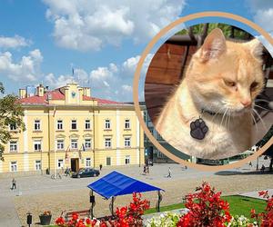 Szczecin ma Gacka, Przemyśl kota Cząbra! Poznajcie kociego celebrytę