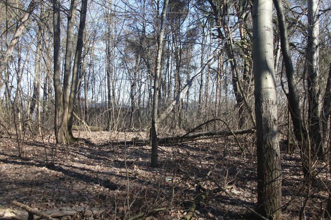 Jarka zabiło drzewo gdy porządkował las