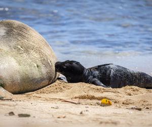 Szczenię foki na hawajskiej plaży 