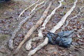 Osiem martwych węży w lesie pod Poznaniem! Policja szuka dusiciela