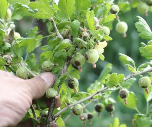 Hamuje głód, sprzyja odchudzaniu, poprawia pracę układu krążenia. Ulubiony owoc PRL kryje w sobie wiele zalet 