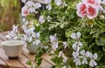 Pelargonia kaskadowa (pelatatum)