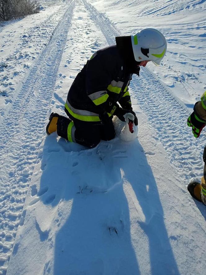 Łabędź przymarzł do tafli lodu. Uratowali go strażacy z OSP Sątopy Samulewo [ZDJĘCIA]