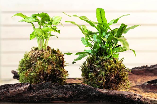 Projekt DIY:  ekodekoracja z mchu – kokedama