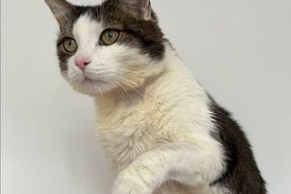 Panduś został zmasakrowany przez właściciela, bo zjadł boczek. Teraz to prawdziwy model