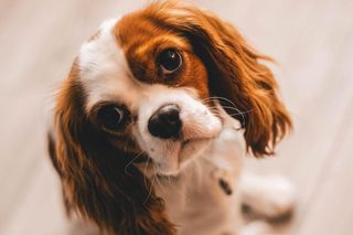 Żadne mnożenie przez 7. Jak naprawdę obliczyć wiek psa? Prosty sposób, by sprawdzić, ile lat ma pies