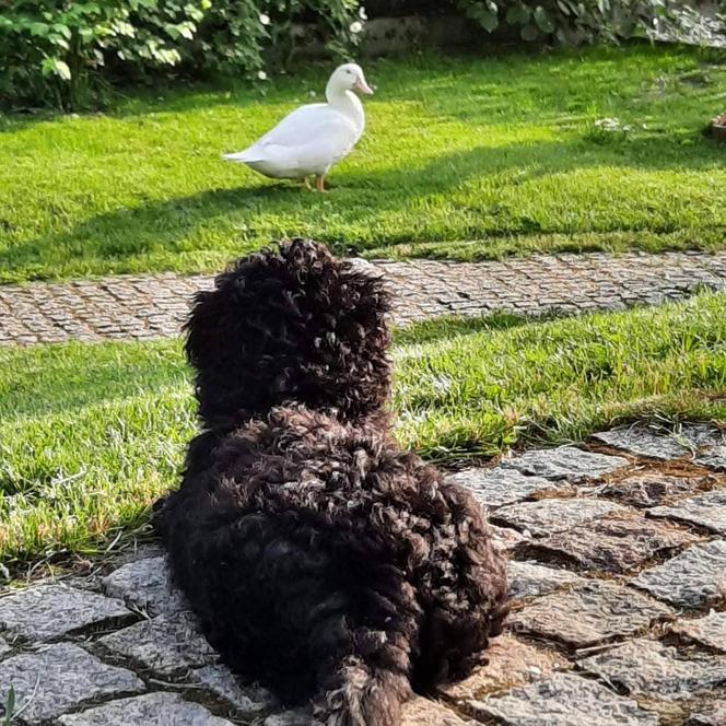 Tak mieszka Borys Budka z żoną i córką. Ma piękny ogród