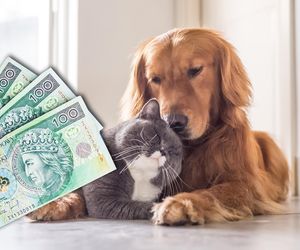 Ile kosztuje opieka nad pupilem?