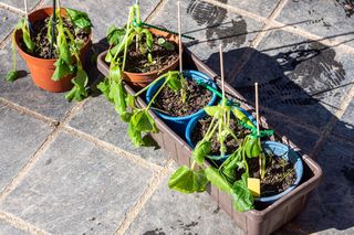 Pogoda na 14 maja: zimno, arktyczne powietrze. Pankracy, Serwacy i Bonifacy i zimna Zośka przyniosą przymrozki? Kiedy są zimni ogrodnicy?