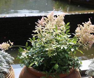 Tawułka japońska - Astilbe japonica