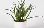 Aloes