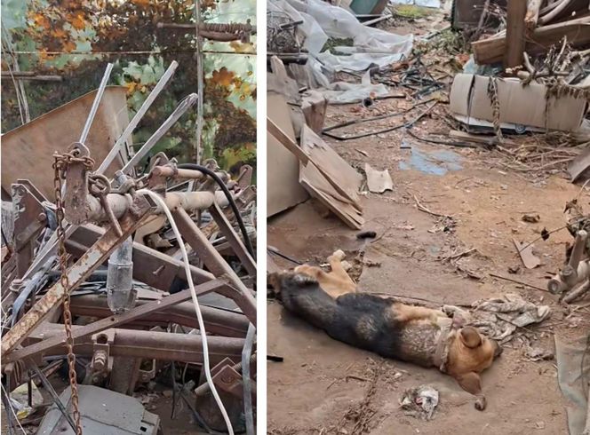 Interwencja OTOZ Animals oddział kujawsko-pomorski