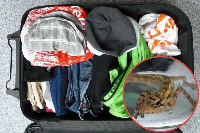 Mała jaszczurka ukryła się na dnie walizki. Przyleciała do Warszawy z Malediwów
