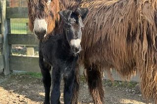 Nowy mieszkaniec zoo w Wojciechowie. To osiołek poitou