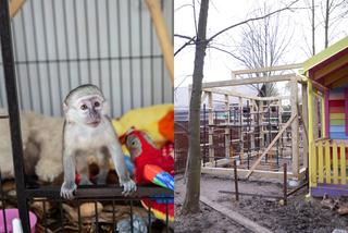 W Przemyślu budują nowy dom dla małpki kapucynki [GALERIA]