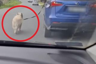 Skandaliczne sceny w Małopolsce. Kierowca ciągnął psa za samochodem. Wszystko się nagrało! [WIDEO]