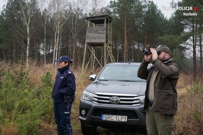 Śląskie: Coraz więcej przypadków kradzieży choinek z lasów. Będzie więcej patroli straży leśnej [ZDJĘCIA]