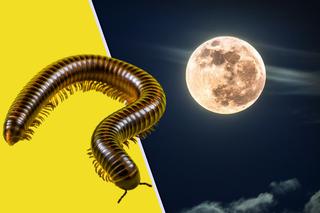 Pełnia Księżyca w marcu 2023 nie da ci zasnąć w nocy! Co ma wspólnego z robakami?