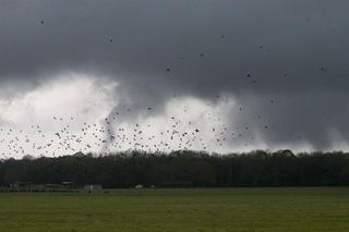 Południe sprząta po tornadach