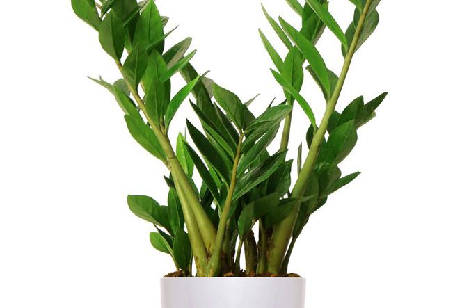 Zamiokulkas zamiolistny (Zamioculcas zamiifolia)