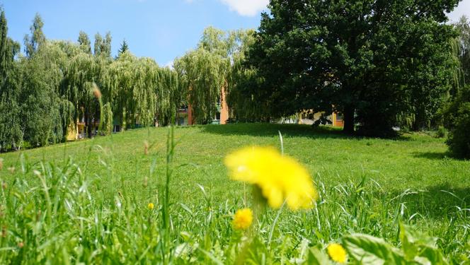 Wakacyjny spacer pod kładką nad wąwozem na Czubach. To jedno z najbardziej zielonych miejsc w Lublinie!