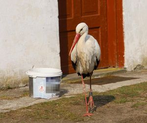 Deszcz uszkodził dom bocianiej rodziny w Krutyni