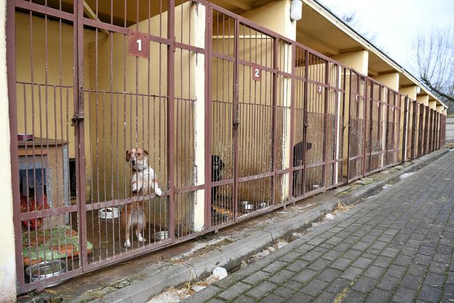 Budowa nowego schroniska dla zwierząt idzie na przód! Wkrótce przeprowadzka