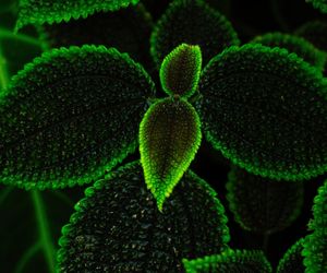 Pilea involucrata. Kwiat przyjaźni, który pięknie wygląda w każdym wnętrzu