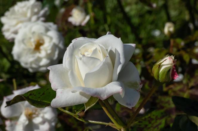 Róża rabatowa 'Alabaster'